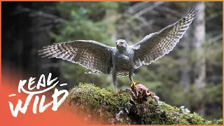 Exploring Spectacular Birds Of Prey | Wild America | Real Wild