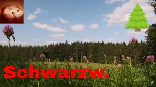 🌲 Тёмный лес Германии: Schwarzwald