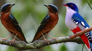 So beautiful Birds❤️😘😍 | Amazing nature and Birds living! #117 #lovely bird #beautiful bird!
