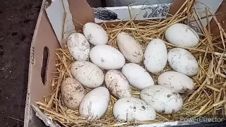 Как правильно хранить гусиное яйцо.