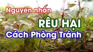 Các Nguyên Nhân Gây Rêu Hại Cho Bể Thủy Sinh | Bucep Viet