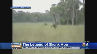 Legend Of Florida's Skunk Ape Lives On