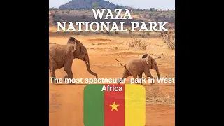 Cameroon: WAZA NATIONAL PARK