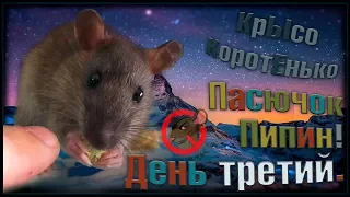 Крысенок | Пасючок Пипин приручается! День третий. (Wild Rats | Дикие Крысы)