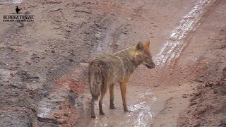 Golden Jackal 🦊| Kanha National Park Madhya Pradesh