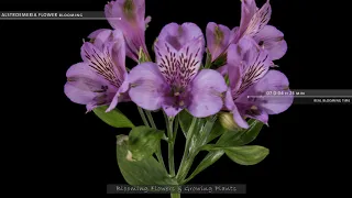 Timelapse Alstroemeria 4K