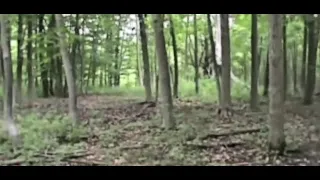 AMAZING FOOTAGE OF BIGFOOT SWINGING IN A TREE CAPTURED ON CAMERA!!
