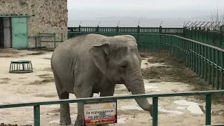 Дженни скучает) Тайган Elephant in Crimea