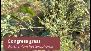 CONGRESS GRASS - Get rid of the allergy weed! Parthenium hysterophorus #wildplant #plantlover