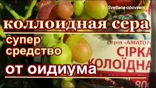 ОБРАБОТКА ВИНОГРАДА  ОТ ОИДИУМА КОЛЛОИДНОЙ СЕРОЙ . БЕЗОПАСНОЕ  ОПРЫСКИВАНИЕ во время СОЗРЕВАНИЯ ЯГОД