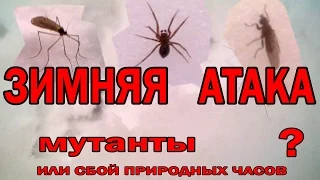 ЗАГАДОЧНЫЕ СУЩЕСТВА