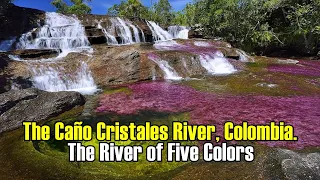 The Caño Cristales River (The River of Five Colors), Colombia.