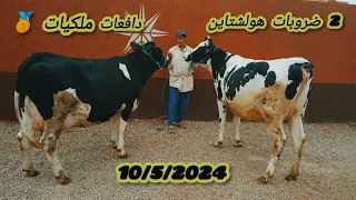 (2) ضروبات هولشتاين 🎁دافعات على ميلاد ملاحات 10/5/2024 للتواصل 📞.06.50.19.97.70🐄🇲🇦