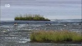 Das Wattenmeer in 60 Sec | UNESCO Welterbe