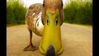 DuckЛивер - касиопея