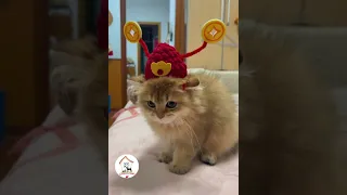 LOL, Crazy Funny Cats Videos Compilations Best Cat Shorts of The Day 😺😂😂 -EPS560