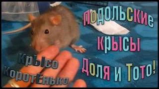 Спасены | Подольские крысы - Доля и Тотошка... (Fancy Rats | Декоративные крысы)