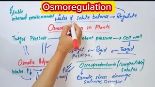 Osmoregulation|A Solute balance in body