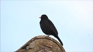 Singing Blackbird, then alarm call!