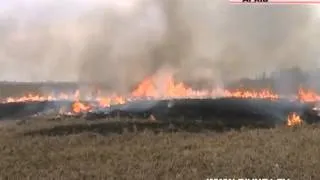 Майже 3,5 гектари пшениці згоріло на Рівненщині.mp4