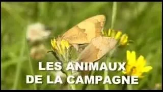 Les animaux de la campagne - Documentaire animalier