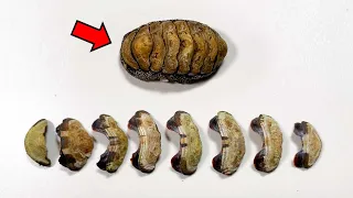 Found A Creature With Strange Shells !! - Chiton Dissection