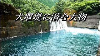 I try to catch a big trout at the big dike hidden in deep valley.【Mountain stream fishing in JAPAN】