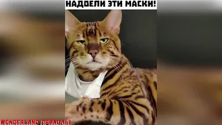 топовые лучшие  приколы Юмор 2021 Приколы Jokes #104