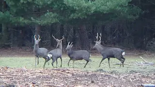 Some Sika stags still not finished the rut / Einige Sikahirsche haben die Brunft noch nicht beendet