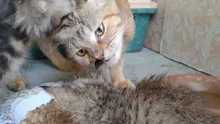 Mother Cat Wants To Adopt Abandon Kitten But Hissing Too At Him