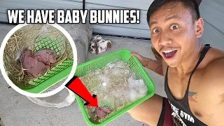 Our Bunnies Gave Birth | Vlog #1709