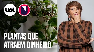 Quais PLANTAS atraem DINHEIRO dentro de CASA? Márcia Fernandes explica