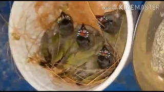 Hand feeding of  gouldian finch babies 😍