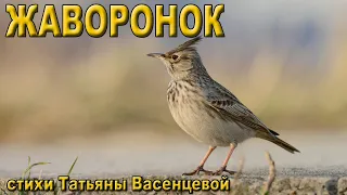 «Жаворонок»  - описание и особенности в природе.