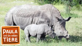 Ganz nah am Nashorn | Reportage für Kinder | Paula und die wilden Tiere