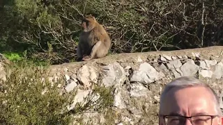 Spotlight in Spain! Colin finds a monkey friend.