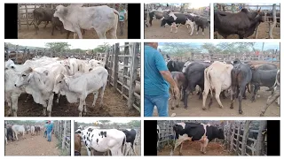 FEIRA DO GADO EM OURICURI PERNAMBUCO DIA, 05-06-2024. #boigordo #bezerro #agro #nordeste