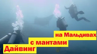 Мечта любого дайвера - дайвинг с мантами на Мальдивах