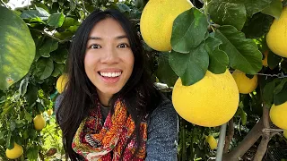 Secrets To Growing Tasty Pomelo Fruits!