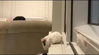 a guinea pig committing suicide