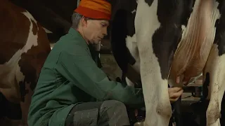 Emmentaler AOP Milchbauern, 5:30 Uhr, für beste Rohmilch heisst es: früh aufstehen