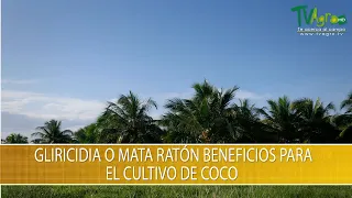 Gliricidia o Mata Raton Beneficios para el Cultivo de Coco- TvAgro por Juan Gonzalo Angel Restrepo