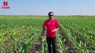 Resicore XL: Corn Herbicide | N Field Observations