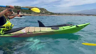 OMG Orca!!!  Emma and Kaikoura Kayaks Crew.