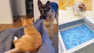 funny cat and dog videos try not to laugh 2021