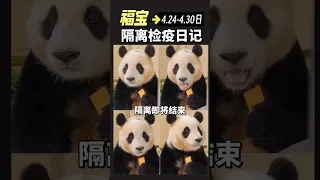 熊猫中心发布了福宝(4.24~4.30日）的隔离检疫日记。福公主越来越信任新奶爸，适应的非常好，隔离即将结束。