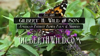 Gilbert H. Wild & Son | America's Favorite Flower Farm