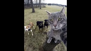 Funny cats and dogs 2024 Animal humor #cat #dogs