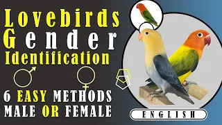 How To Identify Your Love Bird Is Male Or Female.3 Easy Signs and Symptoms