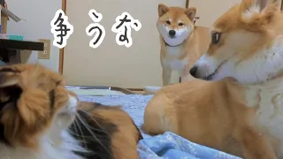 【犬猫アテレコ】争うのはやめなさい